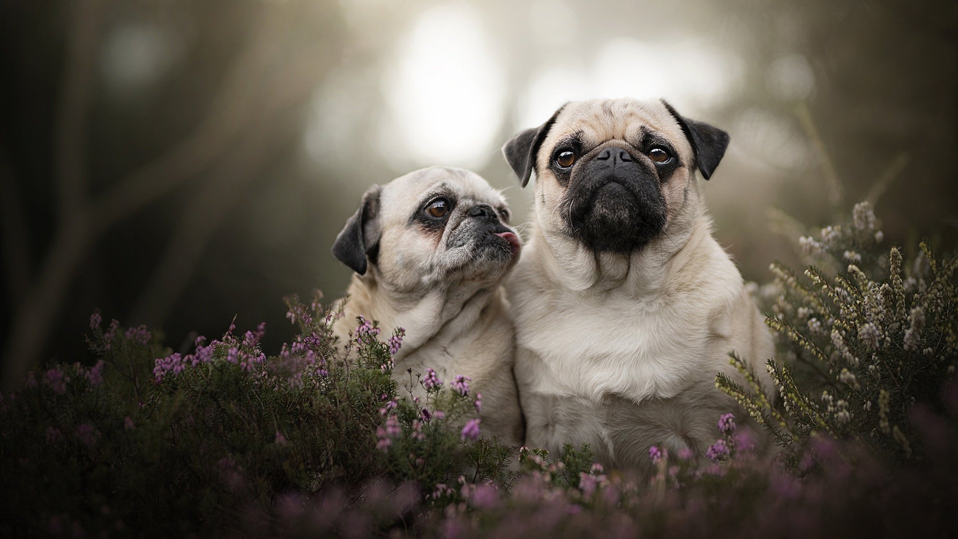 大学生乒乓球锦标赛上演巅峰对决,大学生乒乓球联赛冠军