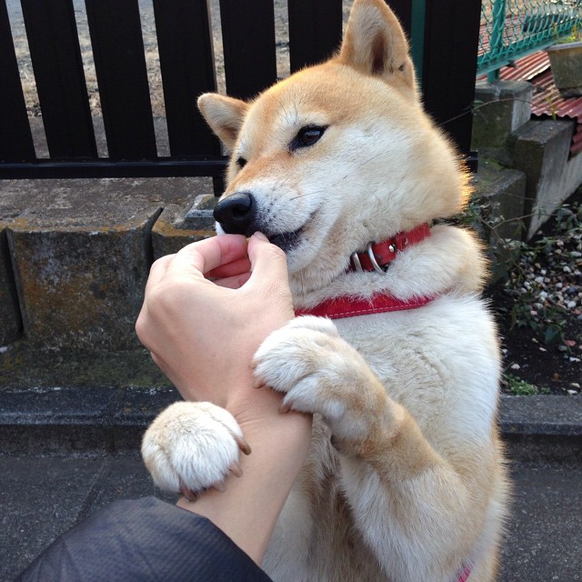 沃尔夫斯堡边中联动造成持续威胁,沃尔夫斯堡市