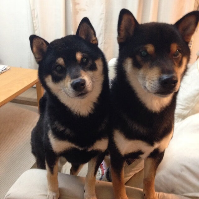 短距离女将发挥稳定夺铜