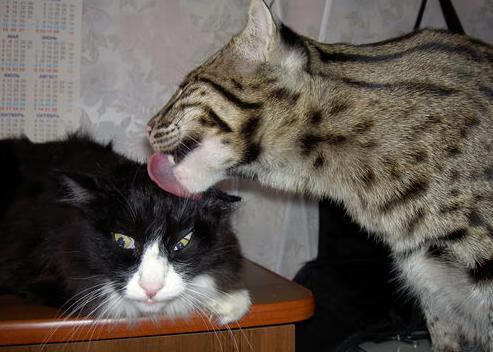 运动项目分级教学在小学体育课堂中的实践路径，大中小学体育运动技能等级标准