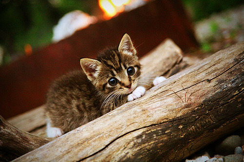 奥预赛中国青年队晋级 球迷振奋人心,中国青年奥运冠军