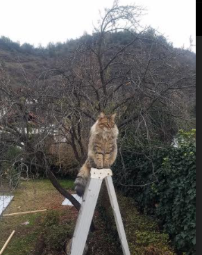 世界杯辉煌夜：精彩片段永存！，世界杯经典回顾